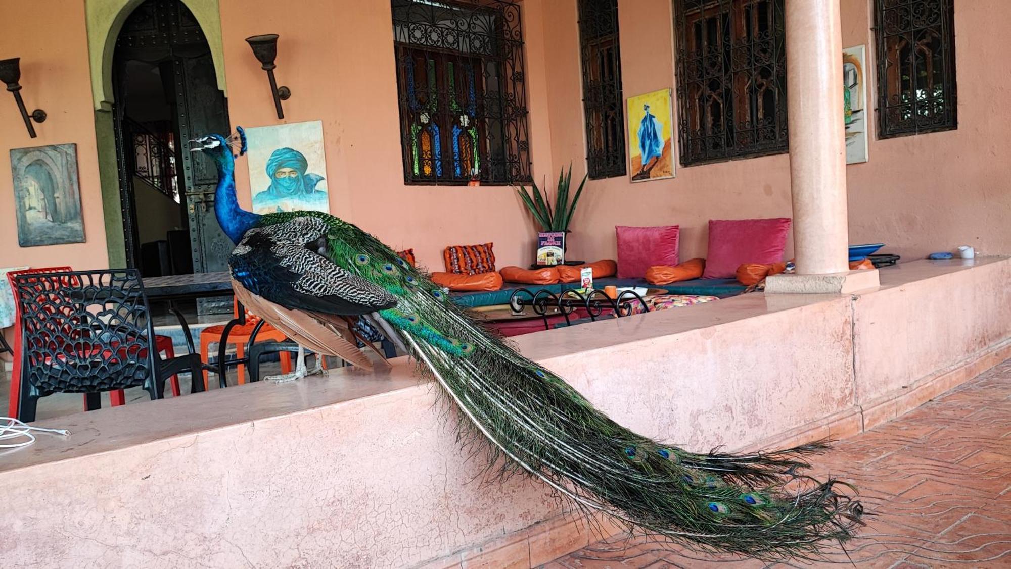 Las Palmeras Guest House Douar Caid Layadi Ngoại thất bức ảnh